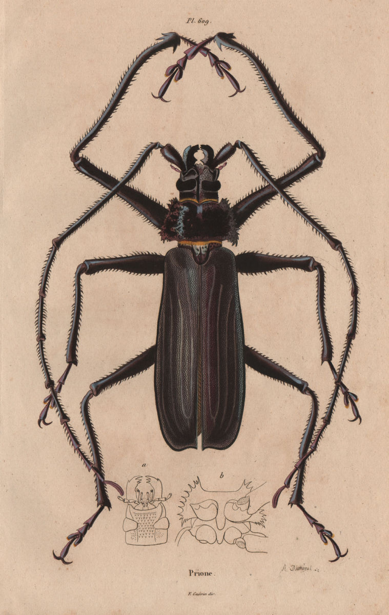 BEETLES. Prioninae (Long Horned Beetle). Insects 1833 old antique print